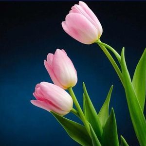 Meet your Posher, Connie reeb